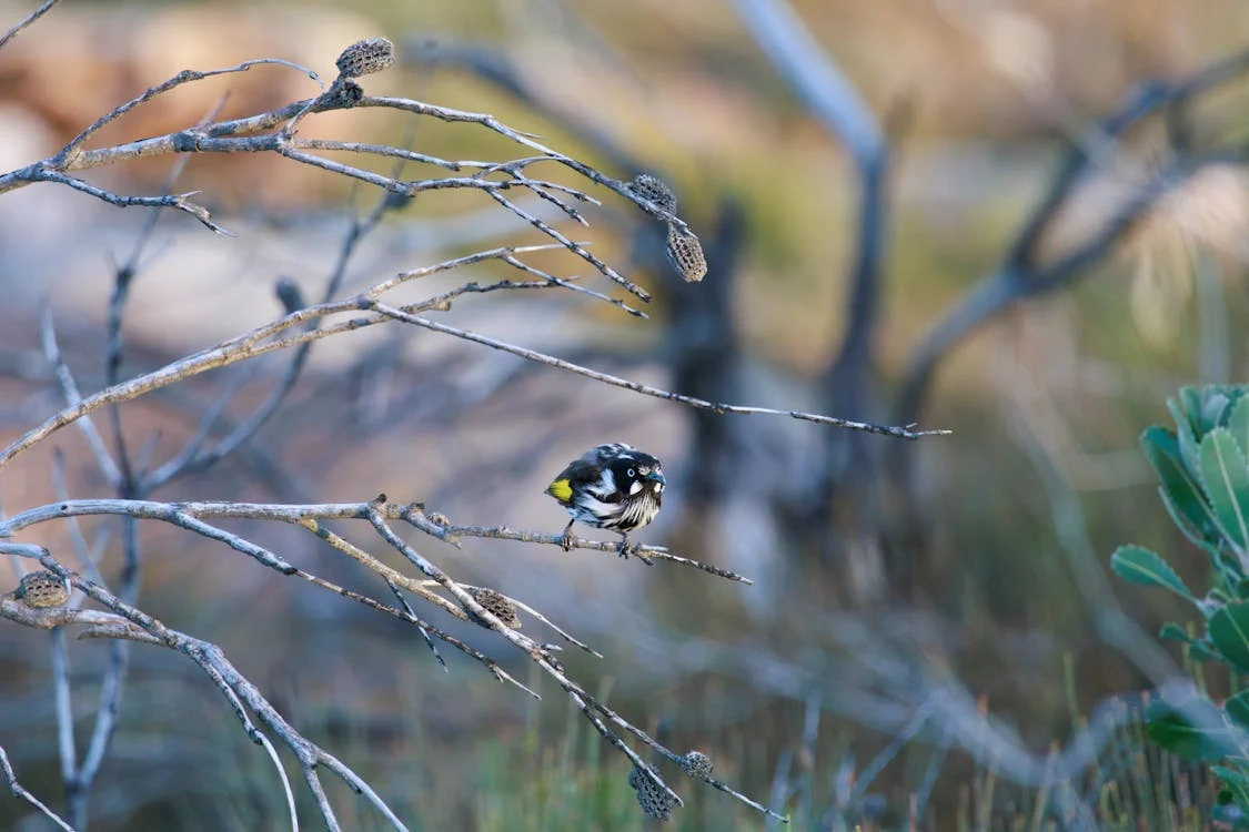 Read more about the article Winter Landscaping Tips for Australian Homes