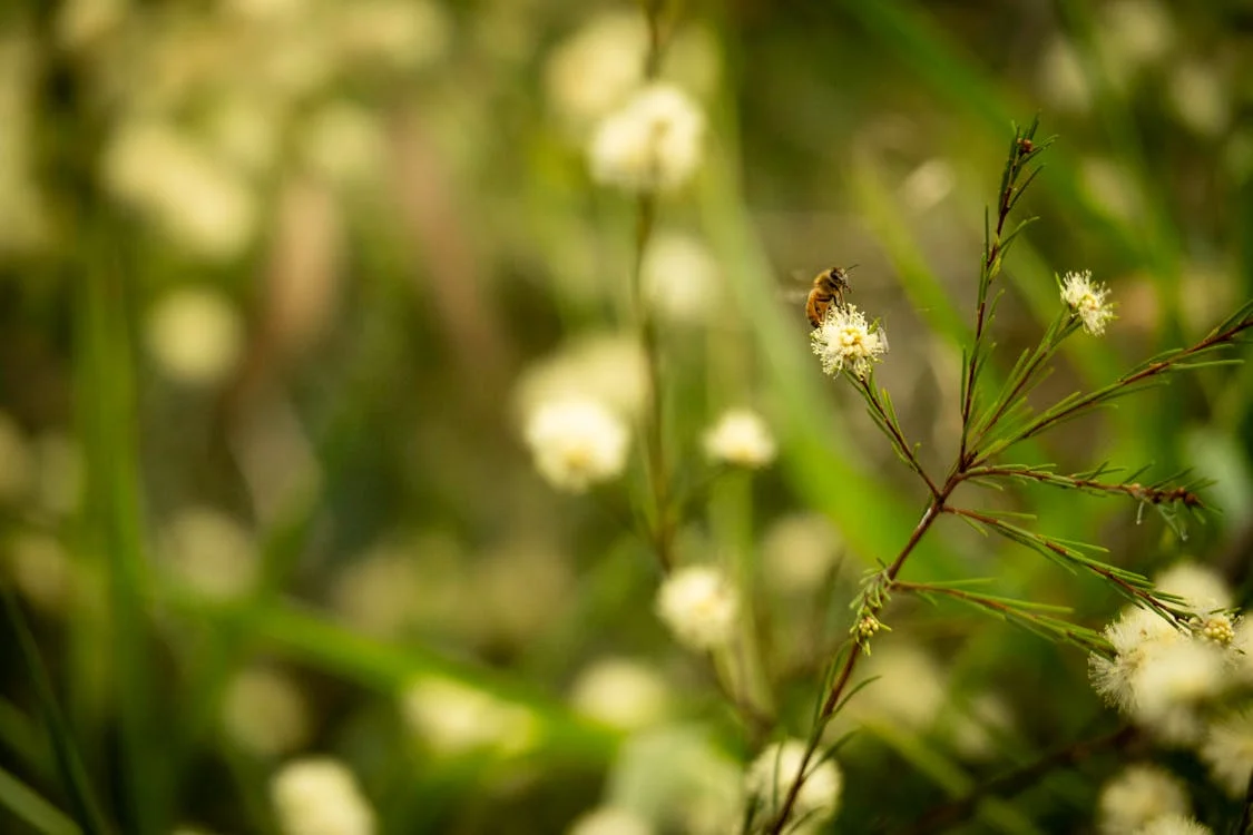 Read more about the article Choosing the Right Plants for a Low-Maintenance Garden