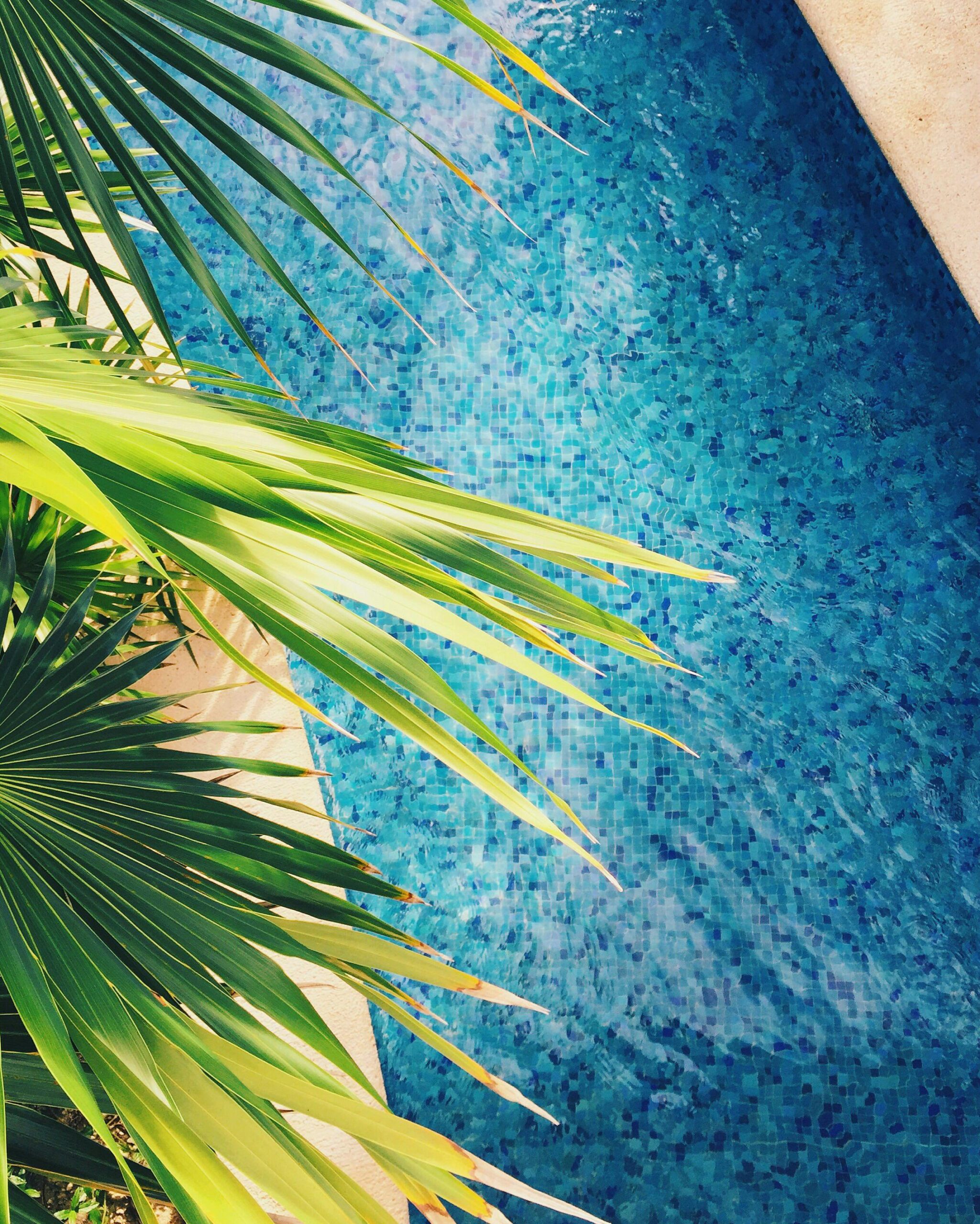 Read more about the article Why Your Summer Oasis Starts in Winter